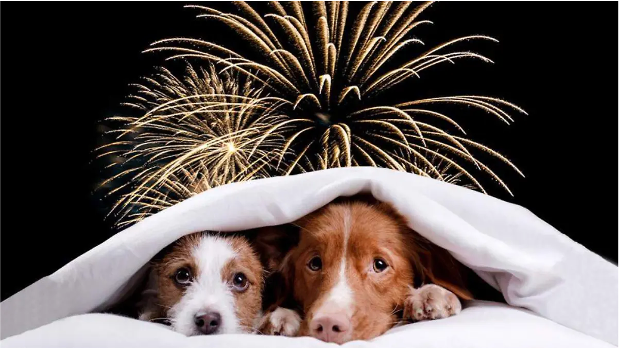 Cómo mantener a tu mascota tranquila durante los fuegos artificiales